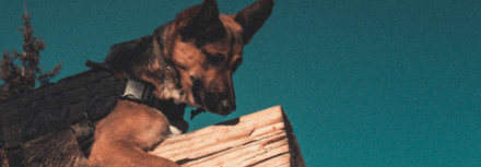 PSG/Lille : REX sacrifié pour la diffusion du choc